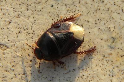 <i>Microporus nigrita</i>