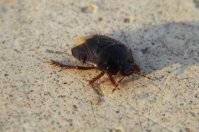 <i>Microporus nigrita</i>