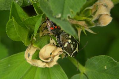 <i>Eurydema oleracea</i>