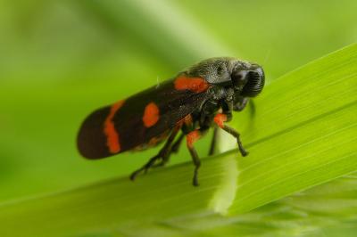 <i>Cercopis intermedia</i>