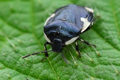 <i>Tritomegas sexmaculatus</i>