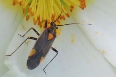 <i>Capsodes flavomarginatus</i>