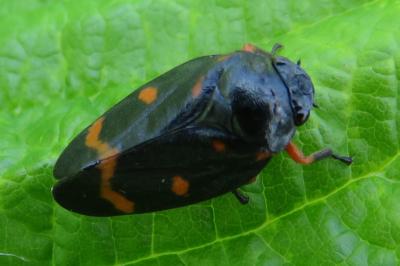 <i>Cercopis intermedia</i>
