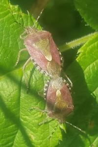 <i>Dolycoris baccarum</i>
