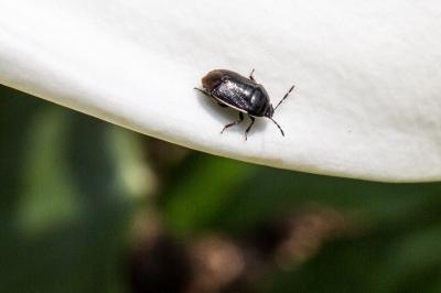 <i>Canthophorus</i>