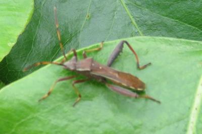 <i>Camptopus lateralis</i>