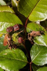 <i>Graphosoma italicum</i>