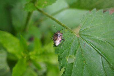 <i>Rhaphigaster nebulosa</i>