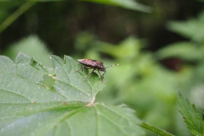 <i>Rhaphigaster nebulosa</i>