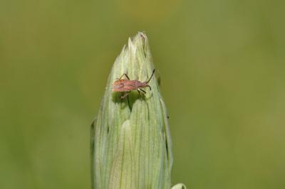 <i>Coriomeris</i>