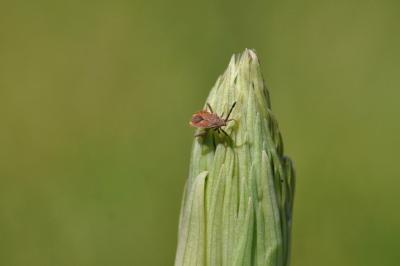 <i>Coriomeris</i>