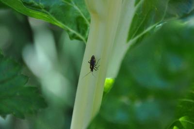 <i>Capsodes flavomarginatus</i>