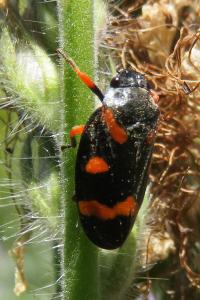 <i>Cercopis intermedia</i>