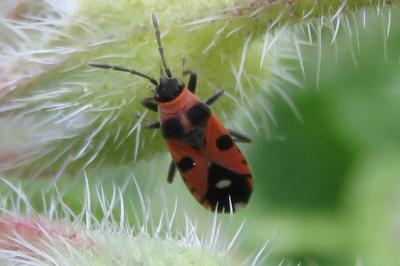 <i>Horvathiolus superbus</i>