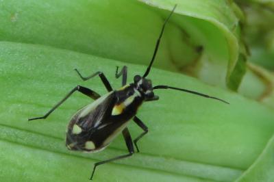 <i>Capsodes sulcatus</i>