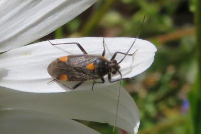 <i>Capsodes flavomarginatus</i>