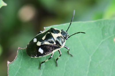 <i>Eurydema oleracea</i>