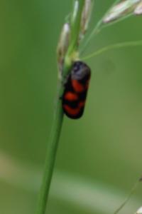 <i>Cercopis vulnerata</i>