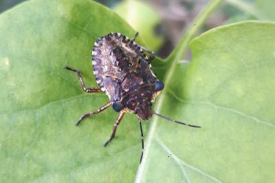 <i>Pentatoma rufipes</i>