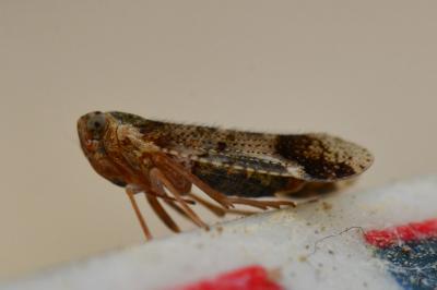 <i>Cixius</i>