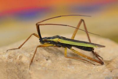 <i>Notostira</i>