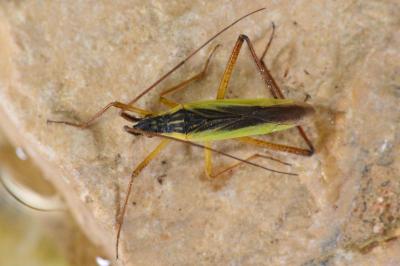<i>Notostira</i>