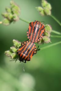 <i>Graphosoma italicum</i>