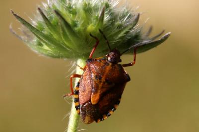<i>Carpocoris purpureipennis</i>
