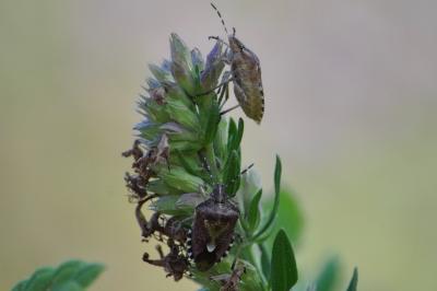 <i>Dolycoris baccarum</i>