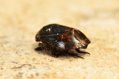 <i>Penthimia nigra</i>