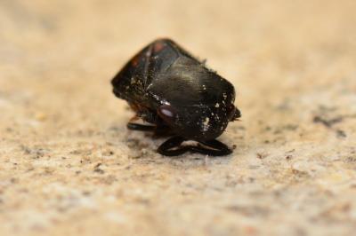 <i>Penthimia nigra</i>