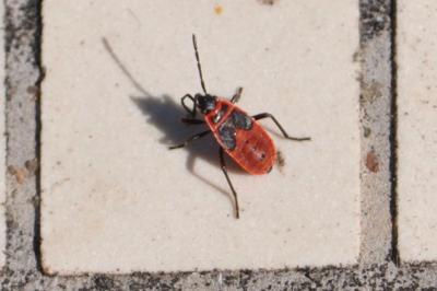 <i>Pyrrhocoris apterus</i>