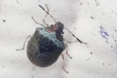 <i>Stagonomus venustissimus</i>