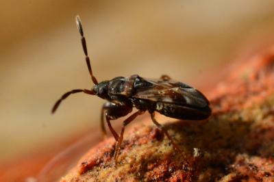 <i>Scolopostethus</i>