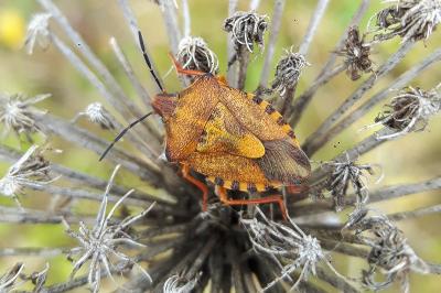 <i>Carpocoris purpureipennis</i>