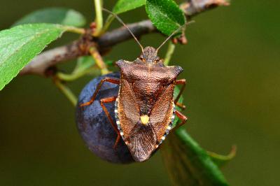 <i>Pentatoma rufipes</i>