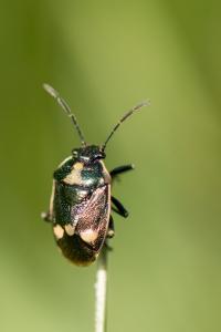 <i>Eurydema oleracea</i>