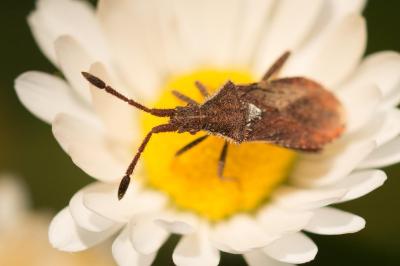 <i>Coriomeris denticulatus</i>