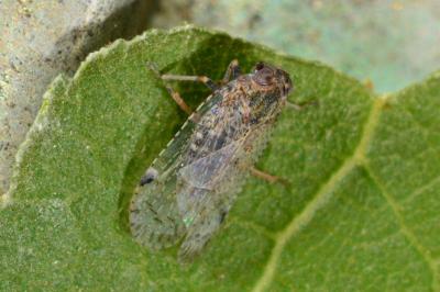 <i>Cixius</i>