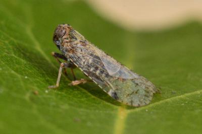 <i>Cixius</i>