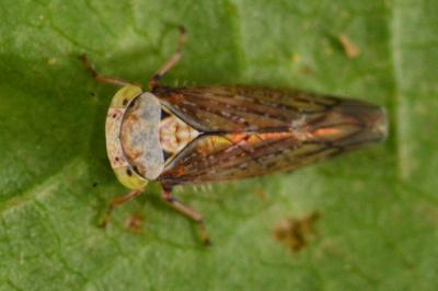 <i>Acericerus</i>