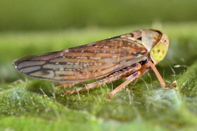 <i>Acericerus</i>