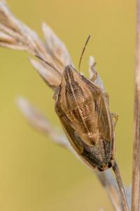 <i>Aelia acuminata</i>