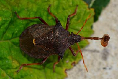 <i>Picromerus bidens</i>