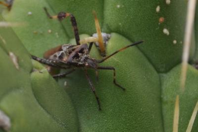 <i>Leptoglossus occidentalis</i>