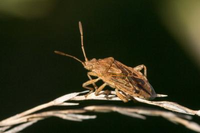 <i>Stictopleurus</i>
