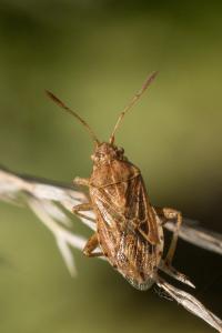 <i>Stictopleurus</i>