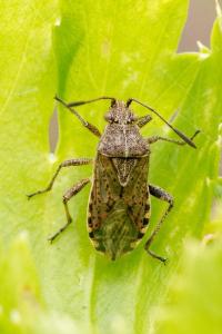 <i>Stictopleurus</i>