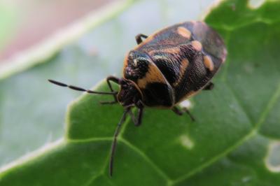 <i>Eurydema oleracea</i>