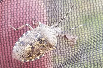<i>Rhaphigaster nebulosa</i>